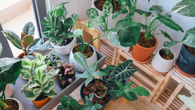 Local Nurseries and Plant Shops on Long Island to Visit in Winter | Laffey Real Estate